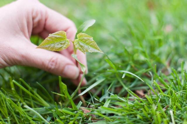 Weeds: photo and name