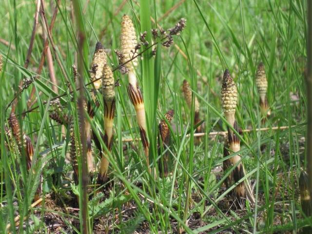 Weeds: photo and name