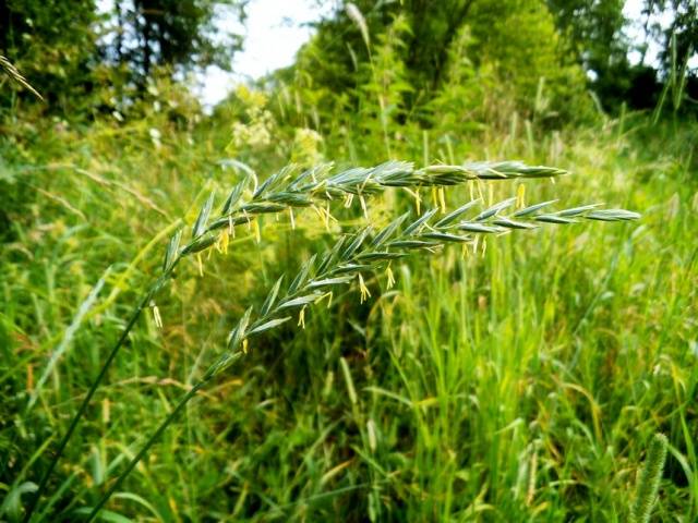 Weeds: photo and name