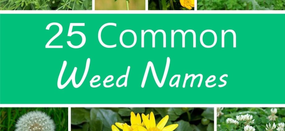 Weeds: photo and name