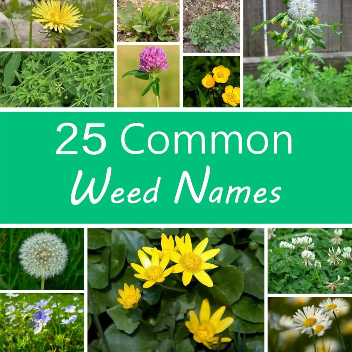 Weeds: photo and name