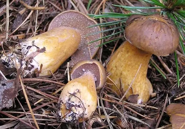 Weeping cedar butterdish (Suillus plorans) photo and description