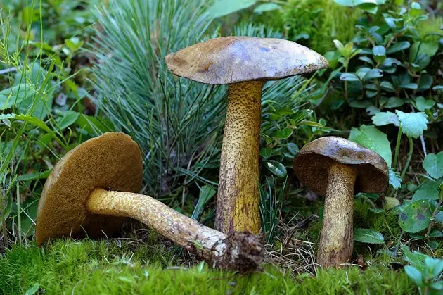 Weeping cedar butterdish (Suillus plorans) photo and description