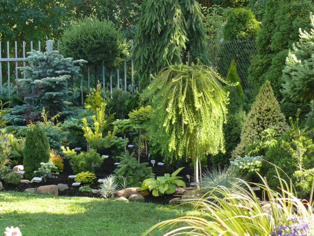 Weeping larch