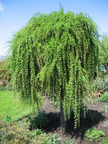 Weeping larch