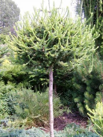 Weeping larch