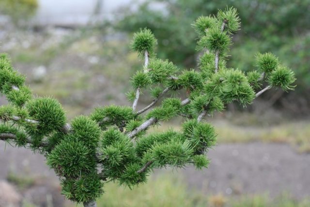 Weeping larch