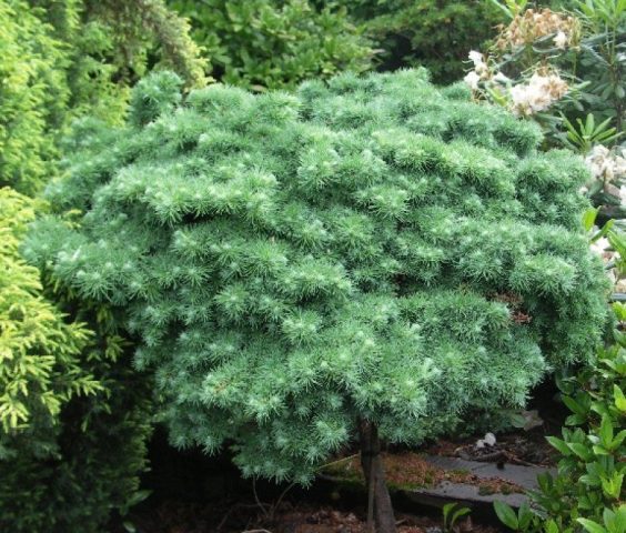 Weeping larch