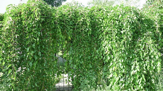 Weeping mulberry - a representative of a decorative species