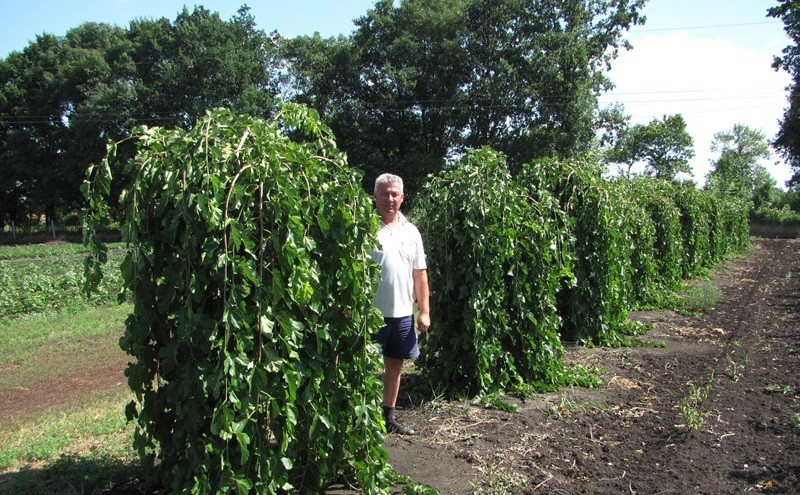 Weeping mulberry - a representative of a decorative species