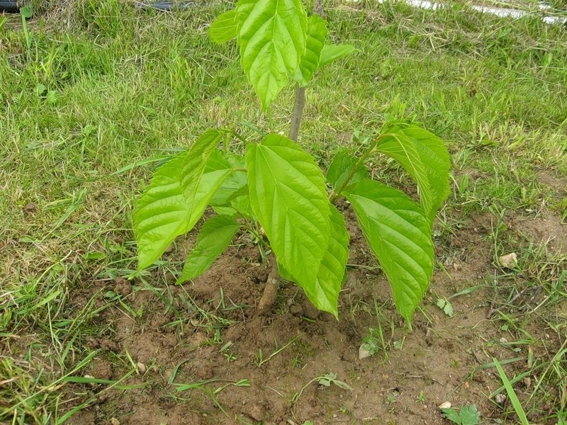 Weeping mulberry - a representative of a decorative species