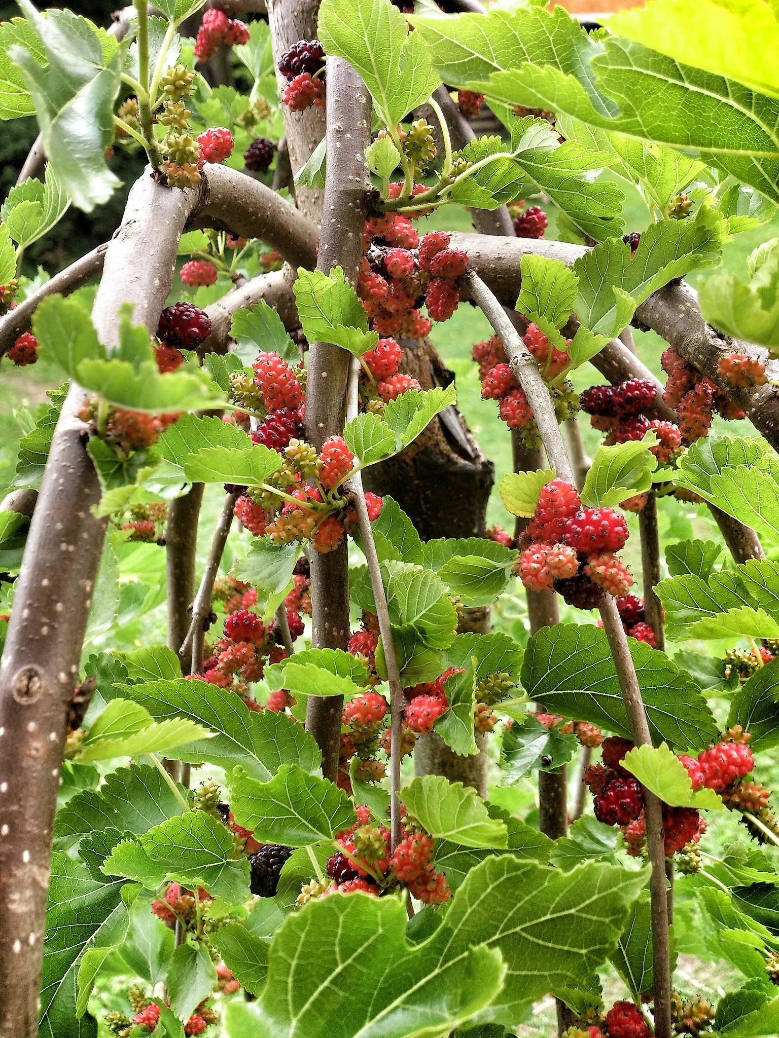 Weeping mulberry &#8211; a representative of a decorative species