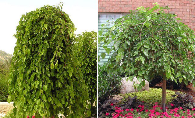 Weeping mulberry: planting and care, photo