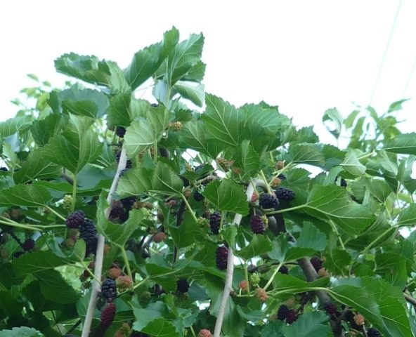 Weeping mulberry: planting and care, photo