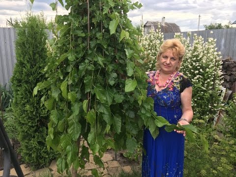 Weeping mulberry: planting and care, photo