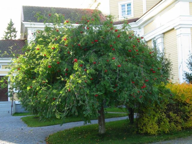 Weeping rowan: photo how to make