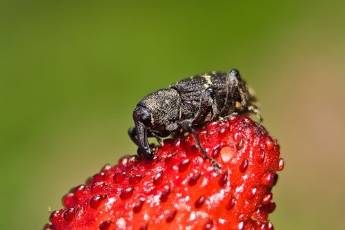 Weevil on strawberries: control and prevention