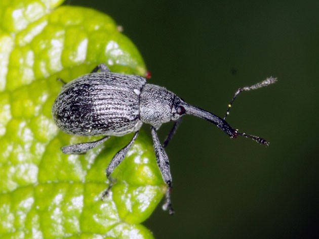 Weevil on strawberries: control and prevention