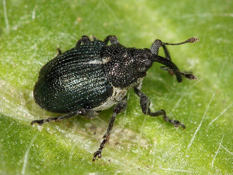 Weevil on strawberries: control and prevention