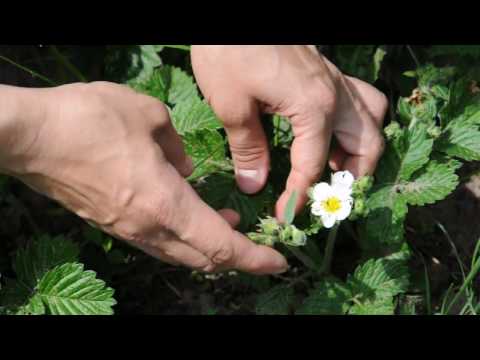 Weevil on strawberries: control and prevention