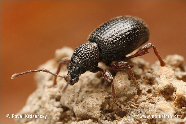 Weevil on strawberries: control and prevention