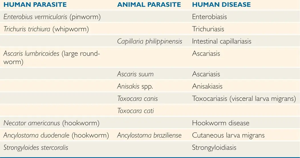 Węgorczyca &#8211; symptoms, treatment and causes. How can I prevent infection with intestinal nematodes?