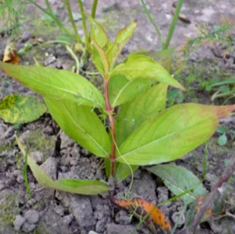 Weigela blooming Alexandra (Alexandra): photo and description, reviews