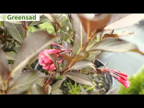 Weigela blooming Alexandra (Alexandra): photo and description, reviews