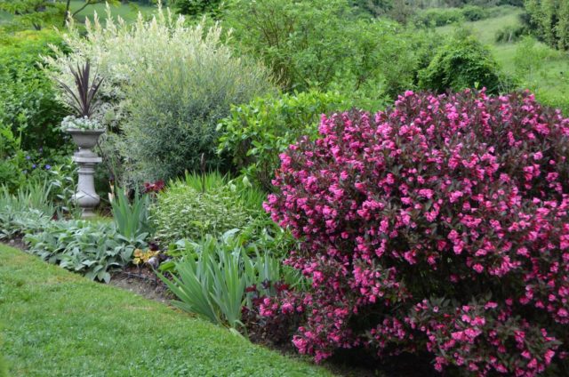 Weigela blooming Alexandra (Alexandra): photo and description, reviews