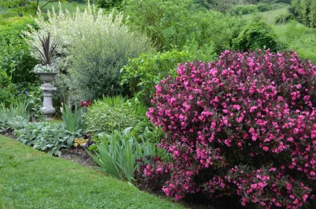 Weigela blooming Alexandra (Alexandra): photo and description, reviews