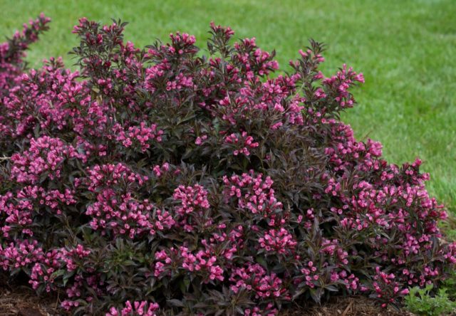 Weigela blooming Alexandra (Alexandra): photo and description, reviews