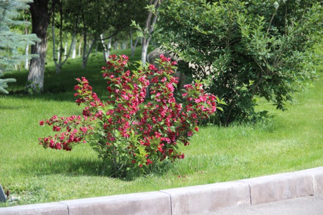 Weigela blooming Alexandra (Alexandra): photo and description, reviews