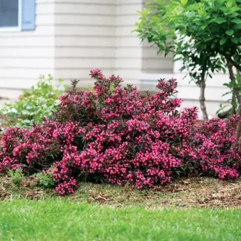 Weigela blooming Alexandra (Alexandra): photo and description, reviews