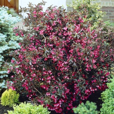 Weigela blooming Alexandra (Alexandra): photo and description, reviews