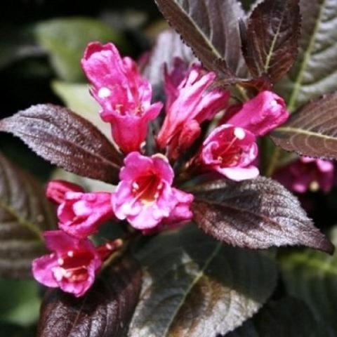 Weigela blooming Black Minor (Minor Black): planting and care