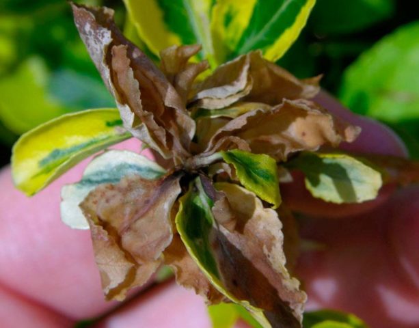 Weigela blooming Black Minor (Minor Black): planting and care