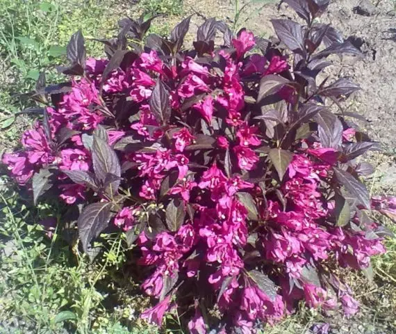 Weigela blooming Black Minor (Minor Black): planting and care