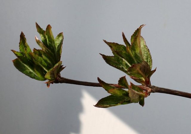 Weigela blooming Black Minor (Minor Black): planting and care