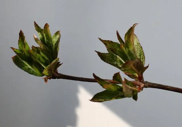 Weigela blooming Black Minor (Minor Black): planting and care