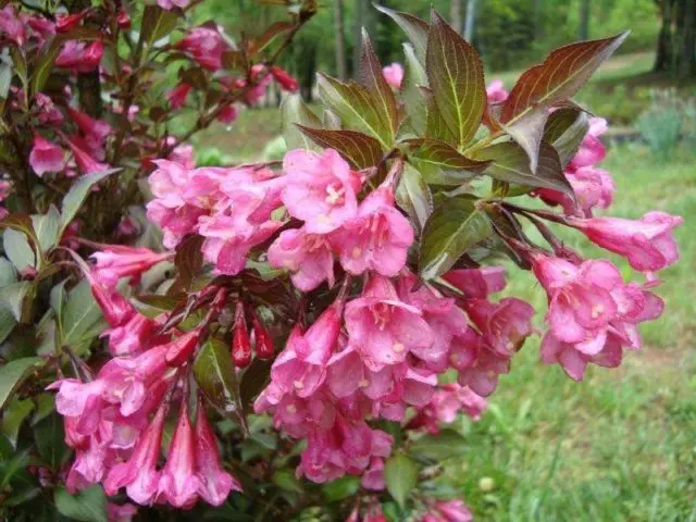 Weigela blooming Nana Purpurea (Purple, Nana Purpurea): photo, description, reviews, reproduction