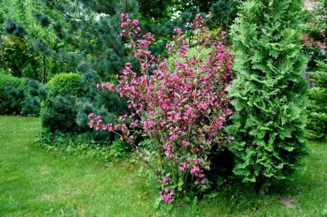 Weigela blooming Nana Purpurea (Purple, Nana Purpurea): photo, description, reviews, reproduction