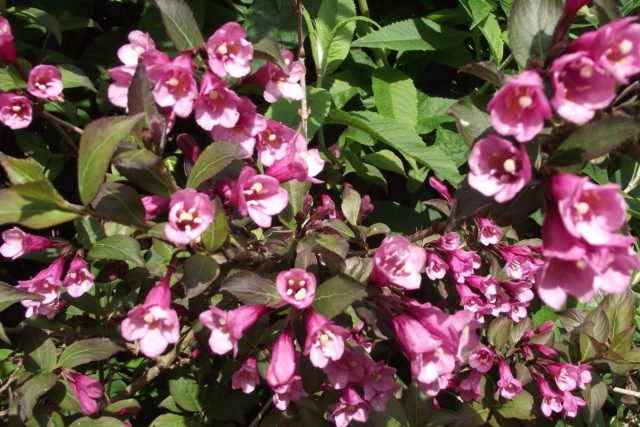 Weigela blooming Nana Purpurea (Purple, Nana Purpurea): photo, description, reviews, reproduction