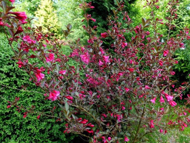 Weigela blooming Nana Purpurea (Purple, Nana Purpurea): photo, description, reviews, reproduction