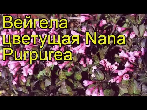 Weigela blooming Nana Purpurea (Purple, Nana Purpurea): photo, description, reviews, reproduction