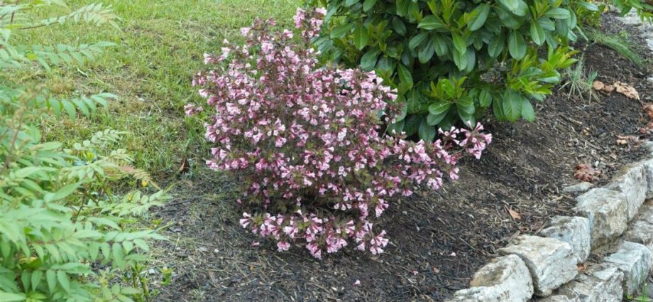 Weigela blooming Nana Purpurea (Purple, Nana Purpurea): photo, description, reviews, reproduction