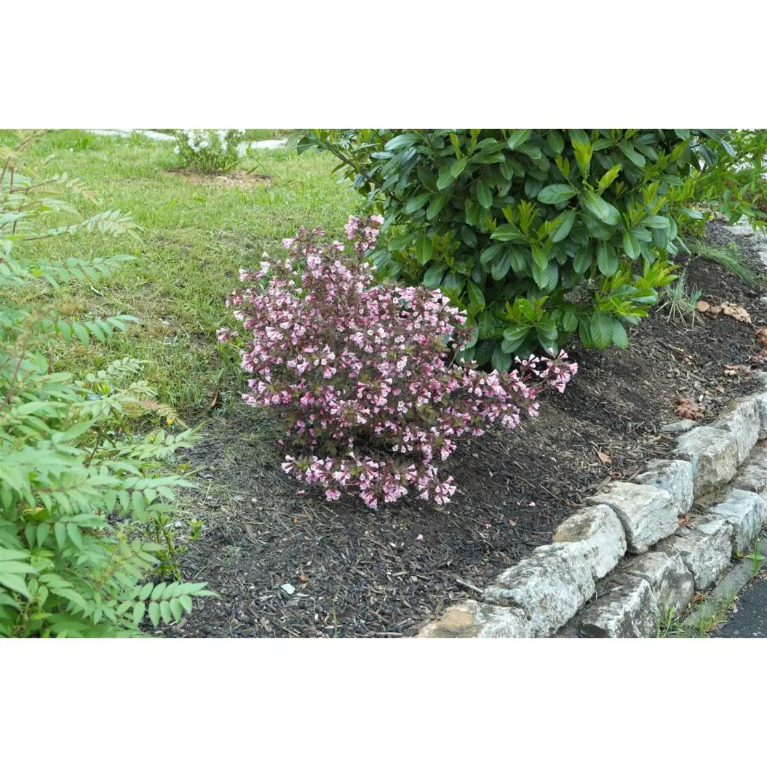 Weigela blooming Nana Purpurea (Purple, Nana Purpurea): photo, description, reviews, reproduction