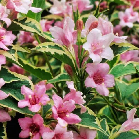 Weigela blooming Nana Variegata (Variegatnaya, Nana Variegata): photo, description, reviews, winter hardiness