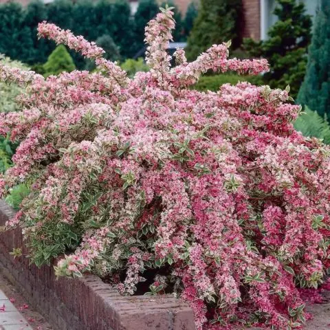 Weigela blooming Nana Variegata (Variegatnaya, Nana Variegata): photo, description, reviews, winter hardiness