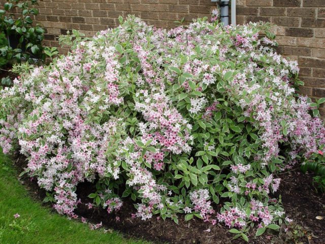 Weigela blooming Nana Variegata (Variegatnaya, Nana Variegata): photo, description, reviews, winter hardiness