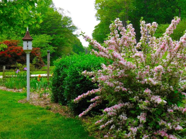 Weigela blooming Nana Variegata (Variegatnaya, Nana Variegata): photo, description, reviews, winter hardiness